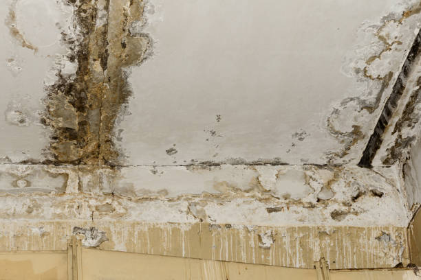 Asbestos and Lead Testing During Mold Inspection in Dewitt, MI